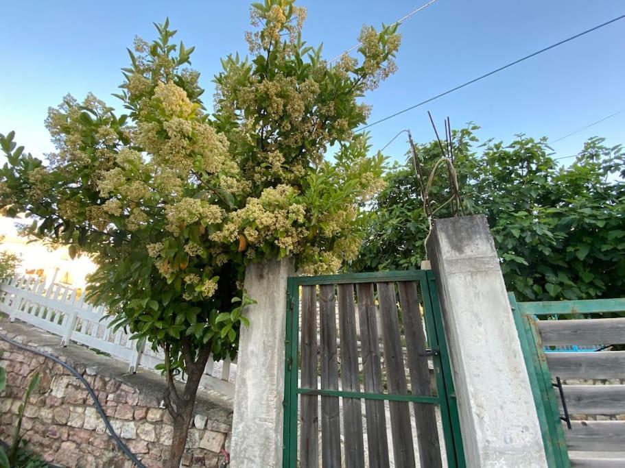 Guesthouse Xhimi 사밀 외부 사진